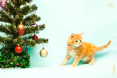 Фото рыжего котенка возле новогодней елки с разрешением 4400 на 3000 пикселей