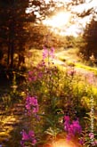 Фото природы Карелии: яркие цветы и трава в лесу