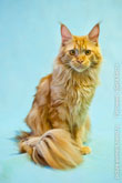 Фото рыжего внимательного кота мейн-ку