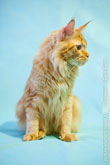 Еще одно фото рыжего породистого кота мейн-кун, смотрящего в сторону