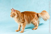 Фото рыжего кота мейн-кун сбоку, стоящего на 4-х лапах