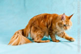 Фото шагающего рыжего кота мейн-кун левой лапой, раз, два, три