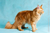 Выскокачественное фото рыжего кота мейн-кун сбоку