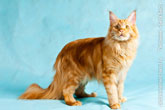 Качественное фото рыжего кота мейн-кун в большом разрешении (HD)