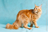 Фото испуганного рыжего кота мейн-кун сбоку