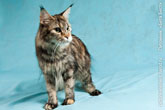 Фото стоящей на четырех лапах кошки мейн-кун