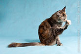 Фото кошки мейн-кун за кошачим педикюром