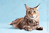 Кото портрет кошки мейн-кун, крупный план с избирательной резкостью