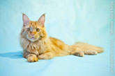 Породистый рыжий кот мейн-кун прилег красиво