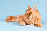 Фото хищного рыжего кота мейн-кун