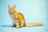 Рыжий кот мейн-кун, его хвост и внимательный взгляд