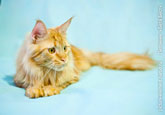 Приятное фото лежащего рыжего кота мейн-кун в светлой тональности