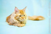 Фото мудрого и молчаливого кота мейн-кун рыжего окраса