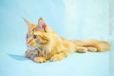 Фото рыжего котика мейн-кун