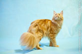 Рыжий кот породы мейн-кун стоит на 4-х лапах на голубом фоне
