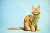 Фото сидящего рыжего кота мейн-кун, смотрящего вверх