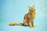 Фото рыжего кота мейн-кун, сидящего и смотрящего вверх