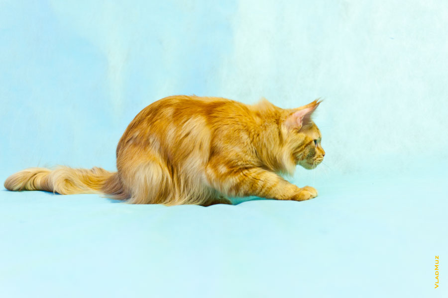 Фото кота мейнкун во время охоты в разрешении 4256 на 2832 пикселя