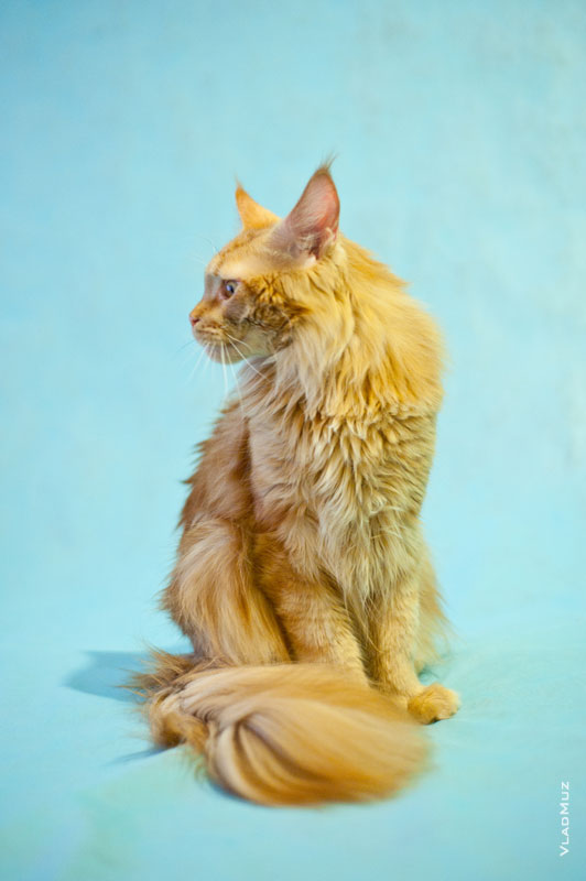 Фото портрет рыжего кота мейнкун в профиль