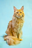 Фото рыжего породистого кота мейнкун с разрешением 2530 на 3800 пикселей