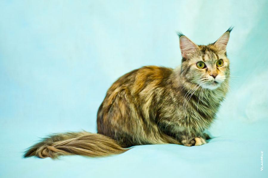 Фото сидящей кошки мейнкун с разрешением 4256 на 2832 пикселя