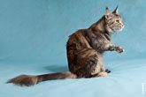 Фото сидящей кошки мейнкун с поднятой лапой с разрешением 4256 на 2832 пикселя