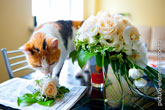 Фото букета невесты из белых роз, белой розы в бутоньерке жениха и кошки рядом