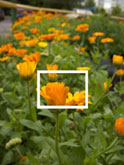 Фото фрагмент изображения оранжевых цветочных бутонов