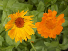 Фото желтого и оранжевого цветка на фоне зеленой травы с разрешением 2592 на 1952 пикселя
