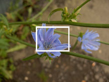 Фото фрагмент изображения бутона синего цветка василька