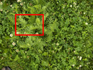 Фото фрагмент зеленых луговых трав, фото 1