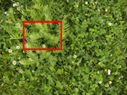 Фото фрагмент зеленых луговых трав, фото 2