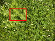Фото фрагмент зеленых луговых трав, фото 3
