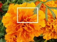 Фото бутона оранжевого цветка, фото 1