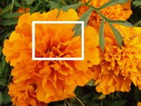 Фото бутона оранжевого цветка, фото 2