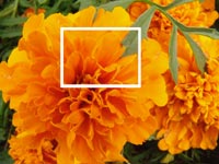Фото бутона оранжевого цветка, фото 3