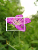 Фото фрагмент изображения розового цветка в размере 1200 на 900 пикселей (635 Кб)
