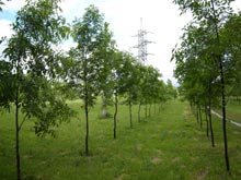 Фото зеленой аллеи из молодых деревьев в полном размере 2304 на 1728 пикселей (1,86 Мб)