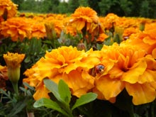 Фото оранжевых цветов с божьей коровкой на цветке в полном размере 2304 на 1728 пикселей (1,51 Мб)