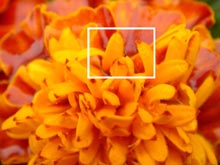 Фото фрагмент яркого цветочного бутона в размере 800 на 600 пикселей (259 Кб)