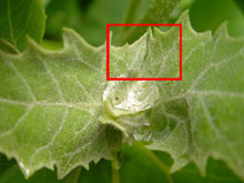 Фото фрагмент изображения капель на зеленых листьях травы в размере 800 на 600 пикселей (440 Кб)
