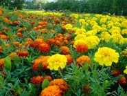 Фото клумб с желтыми и красно-оранжевыми цветами