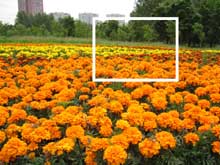 Фрагмент изображения оранжевой цветочной клумбы размером 800 на 600 пикселей (592 Кб)