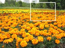 Фрагмент изображения клумбы с оранжевыми и желтыми цветами размером 800х600 пикселей (609 Кб)