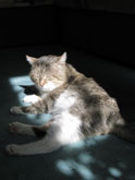 Фото лежащей кошки в солнечных лучах