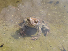 Фото лягушки в воде