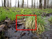 Фрагмент изображения опавшей листвы и сухой травы на земле размером 800 на 600 пикселей (497 Кб)