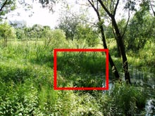 Фото фрагмент зеленой травы размером 800 на 600 пикселей (686 Кб)