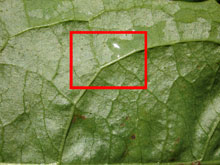 Фрагмент изображения мокрого зеленого листа с каплями воды размером 800 на 600 пикселей (690 Кб)