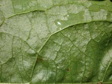 Фото мокрого зеленого листа с каплями воды в полном размере 2272 на 1704 пикселя (2,48 Мб)